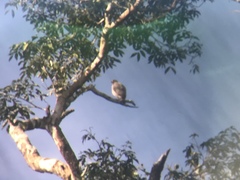 Rupornis magnirostris