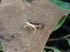 Hyloxalus sauli