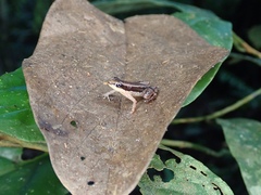 Hyloxalus sauli