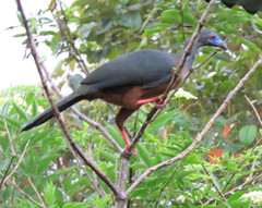 Chamaepetes goudotii