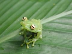 Boana cinerascens