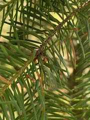 Chrysopa coloradensis