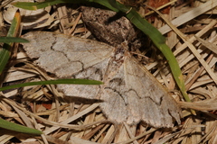 Iridopsis larvaria