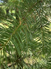 Chrysopa coloradensis