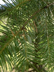 Chrysopa coloradensis