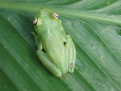 Boana cinerascens