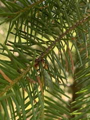 Chrysopa coloradensis