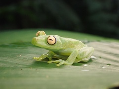 Boana cinerascens
