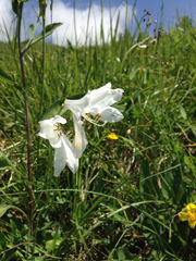 Paradisea liliastrum