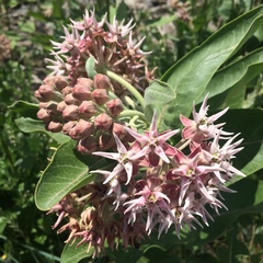 Asclepias speciosa