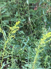 Solidago pinetorum