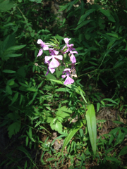 Platanthera peramoena