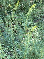 Solidago pinetorum