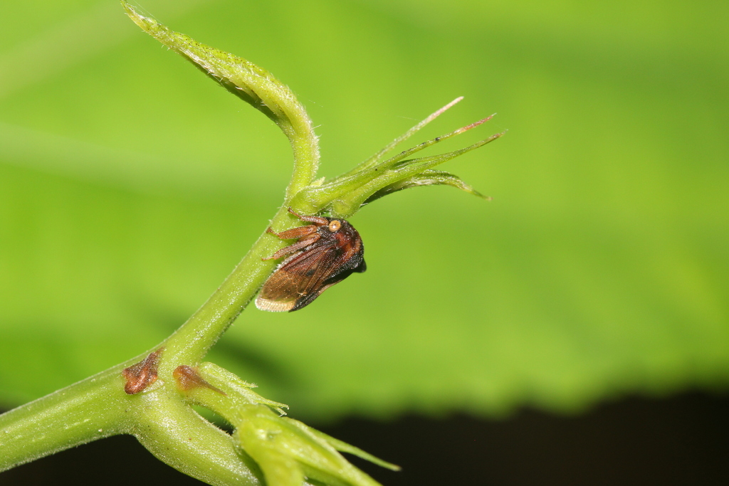 Erechtia cristalta