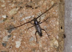 Elaphidion