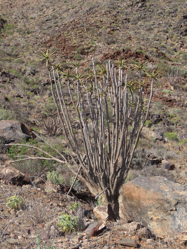 Aloidendron ramosissimum, photograph 6