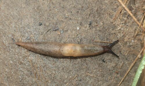 Deroceras caucasicum