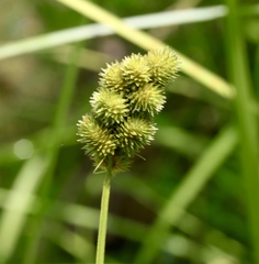 Carex cristatella