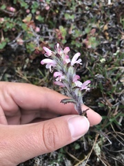 Pedicularis hirsuta