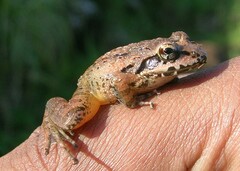 Brown Leaping Frog photo 1