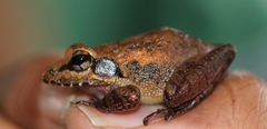 Brown Leaping Frog photo 2
