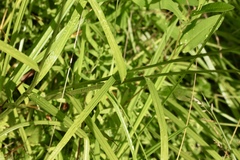 Carex cristatella