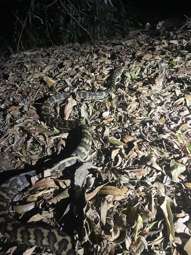 Coastal Carpet Python sighting