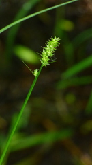 Carex cephaloidea