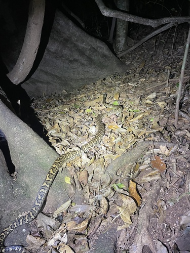 Coastal Carpet Python sighting