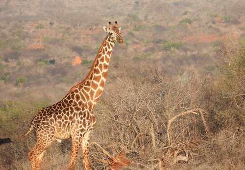 Maasai Giraffe