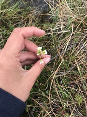 Cardamine digitata