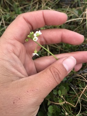 Cardamine digitata