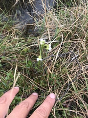 Cardamine digitata