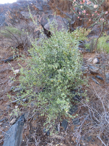 Scaly Twinleaf (Roepera leptopetala)