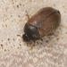 Brown Carpet Beetle - Photo (c) wp-polzin, some rights reserved (CC BY-NC)