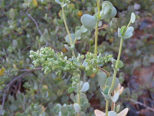 Image of Scaly Twinleaf (Roepera leptopetala) by no rights reserved