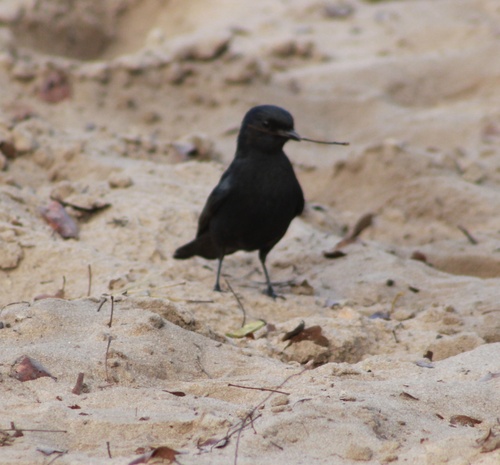 Southern Black-Flycatcher