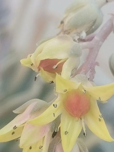 ×Graptoveria 'Opalina' 3