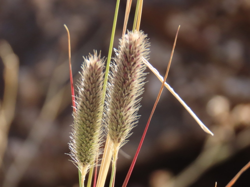 Image of Fingerhuthia africana by no rights reserved