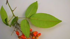 Rourea doniana