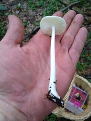 Oudemansiella limonispora