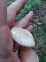 Oudemansiella limonispora