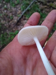 Oudemansiella limonispora