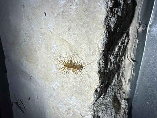 Arizona house centipede photo 2