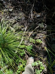 Carex mendocinensis