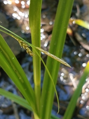 Carex mendocinensis