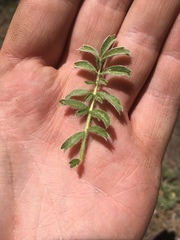 Potentilla crinita