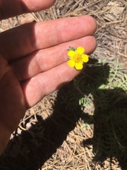 Potentilla crinita