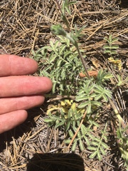 Potentilla crinita