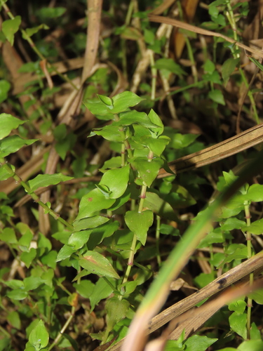 Sphaerocaryum malaccense, photograph 6
